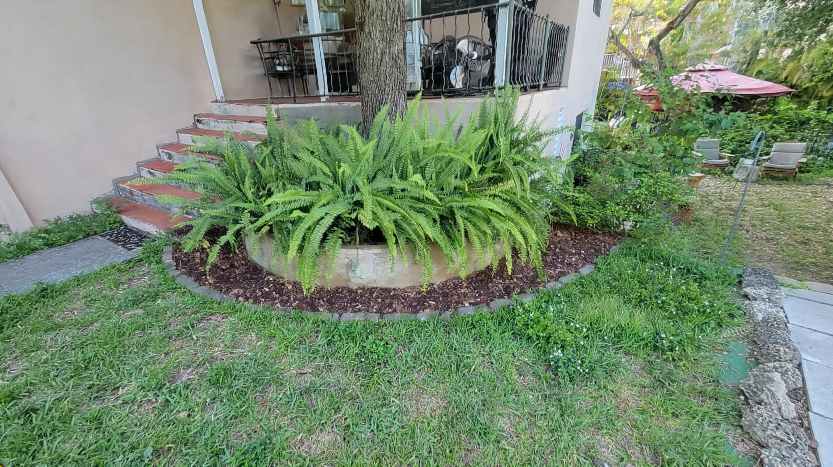 South Florida residential landscaping project — front yard overview with palm trees and manicured lawn