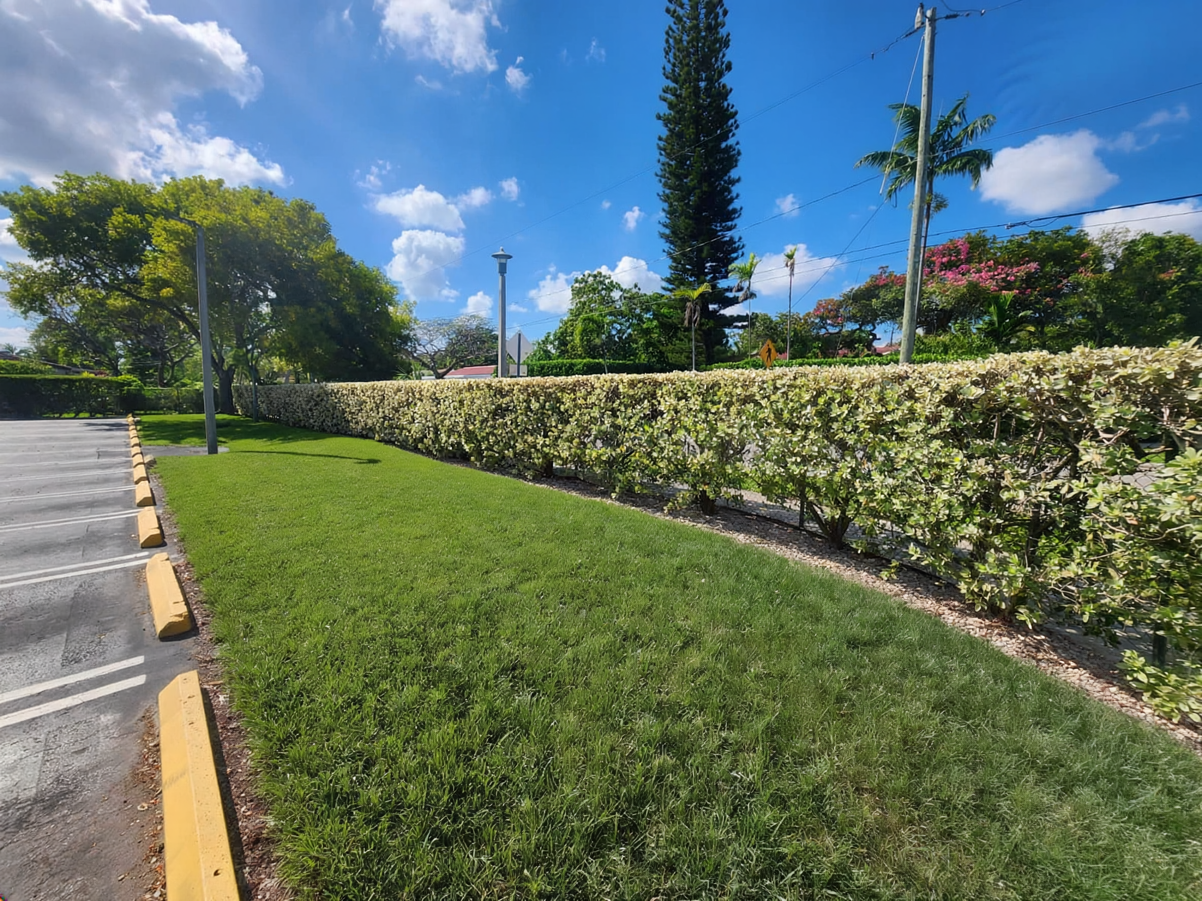 Side yard paver pathway with trimmed hedge line
